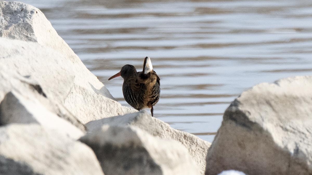 Water Rail